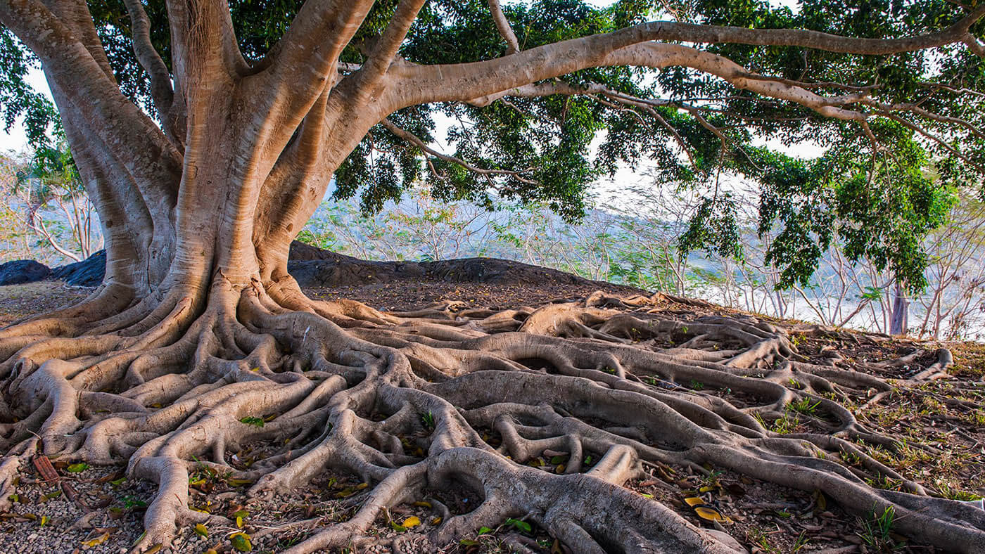 Des centaines de racines partent d'un arbre très âgés